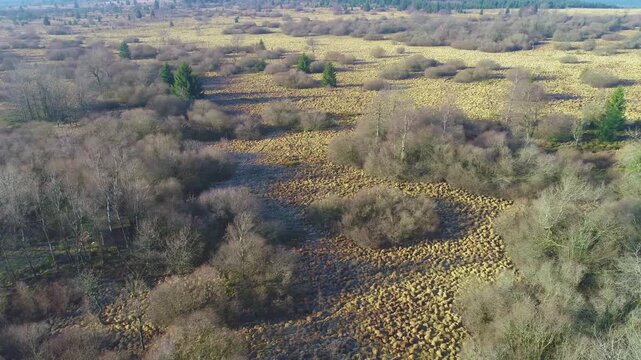 4K video; slow panning drone movement over moorland landscape with swamp, bare trees and low shrubs in winter, High Fenns Belgium