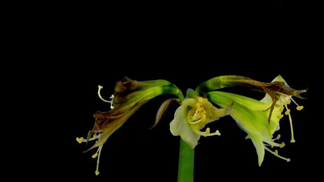 Green amaryllis Christmas flower life cycle time lapse from bloom to decay isolated on black background