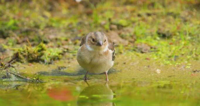 4K video; Eurasian chaffinch (Fringilla coelebs); female drinking from a puddle in a forest, eastern Netherlands