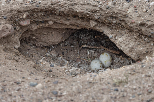 Magellanic penguin (Spheniscus magellanicus); nest burrow in the ground with two eggs, penguin rookery at the Atlantic east coast of Argentina