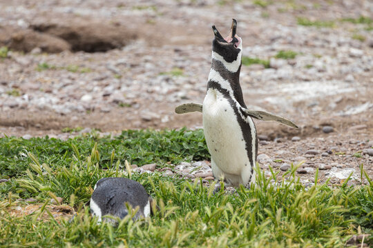 Magellanic penguin (Spheniscus magellanicus) calling his/her mate in a colony in the breeding season at the est coast of Argentina