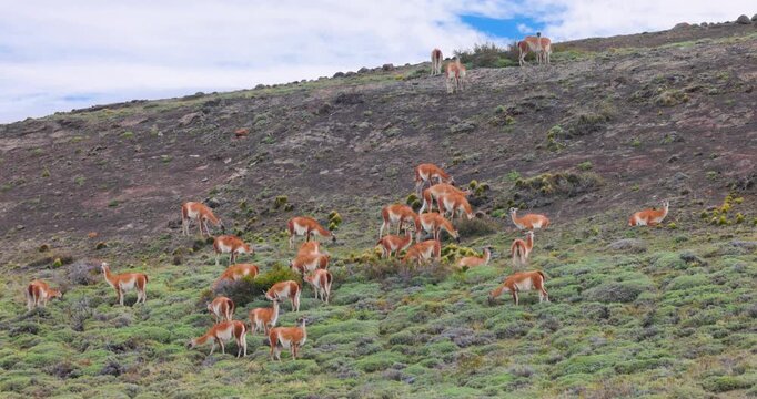 4K video; Herd of Guanaco's (Lama guanicoe) grazing on a mountain slope in Torres del Paine National Park, Chile
