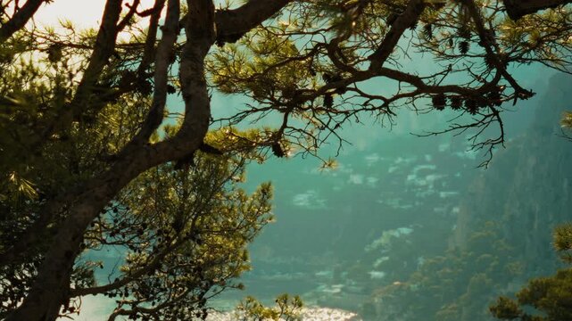 Trees at a resort hotel on the island of Capri in the morning vacation