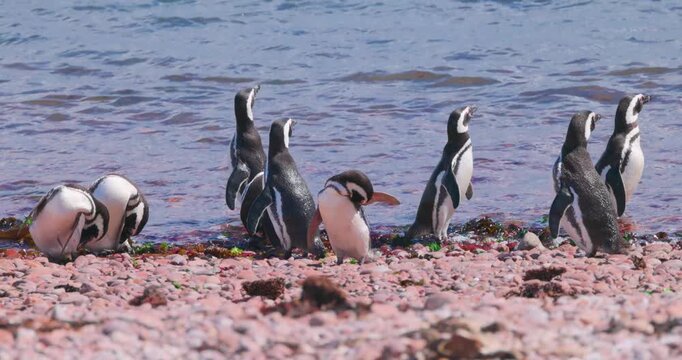 4K video; Magellanic penguins (Spheniscus magellanicus) grooming themselves on a pebble beach at the east coast of Argentina
