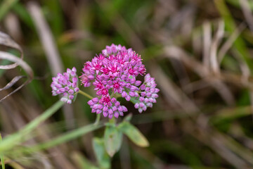 Obraz premium Pink Hylotelephium telephium flower blooming in a wild meadow