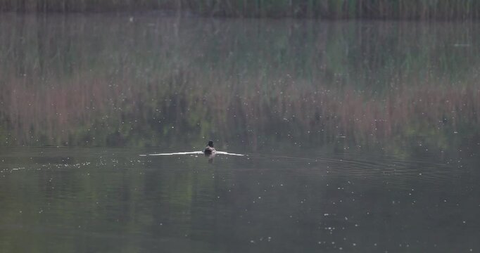 Mallard drake swimming on mirror lake surface leaving wake in sunrise light slow motion