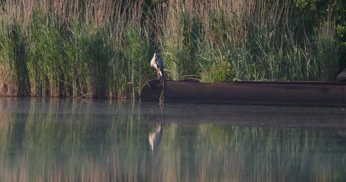 Grey heron perched on rusty pontoon and preening feathers on summer lake slow motion