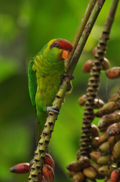 West Timor Iris lorikeet (Trichoglossus iris iris) perched on a fruit-bearing palm tree