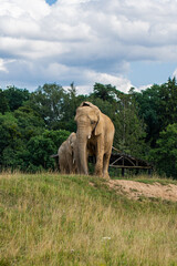 Two African Elephants Standing Together in a Grassy Landscape © Вікторія Імбер