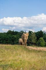 Two African Elephants Standing Together in a Grassy Landscape © Вікторія Імбер
