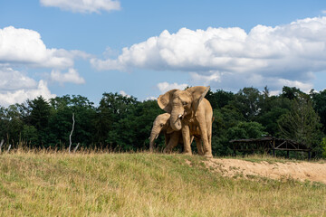Two African Elephants Standing Together in a Grassy Landscape © Вікторія Імбер