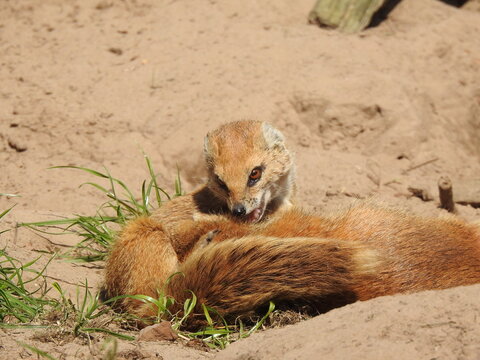 Two yellow mongooses interacting together on sandy ground in warm sunlight