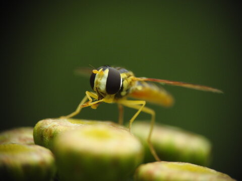 Marmalade hoverfly in extreme macro view showing large compound eyes