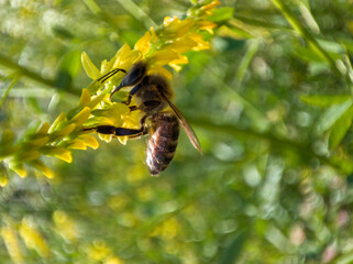 Honey bee collecting nectar from yellow flower in garden. Insect pollinating plant in summer meadow. © Maria Moroz
