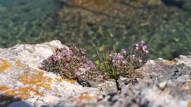 European sea lavender on seaside rocks