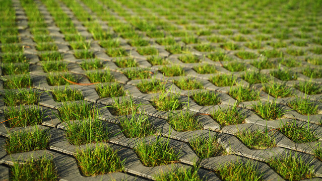 Interlocking concrete pavers creating a permeable grid with green grass growing through, an eco-friendly landscaping solution