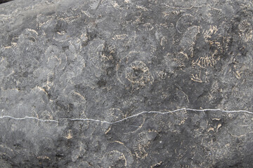 Ammonite Fossils Embedded in Limestone Rock Surface © Josh