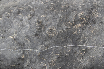 Ammonite Fossils Embedded in Limestone Rock Surface © Josh