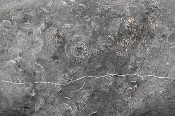 Ammonite Fossils Embedded in Limestone Rock Surface © Josh