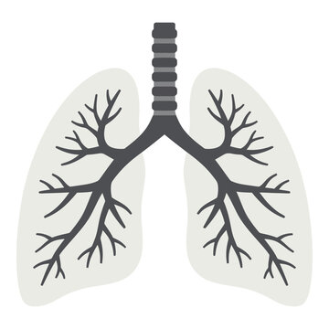 Human lungs anatomy illustration with trachea and bronchi tree structure
