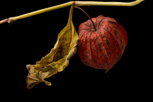 Lampionblume auf schwarzem Hintergrund, Physalis