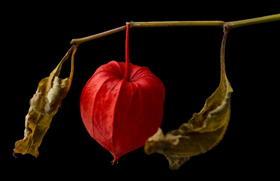 Lampionblume auf schwarzem Hintergrund, Physalis