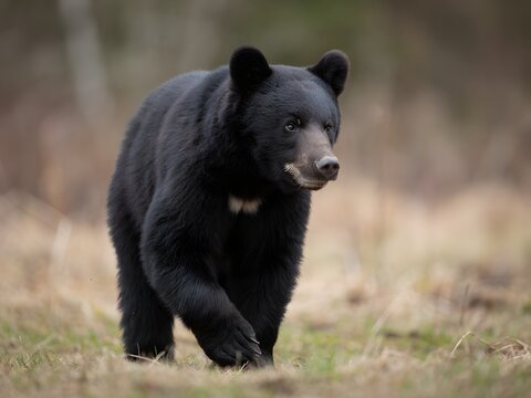Black bear walking through lush green forest clearing in natural wildlife habitat