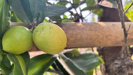 Fresh yellow lemons on a lemon tree with a garden background. © Syaifudin
