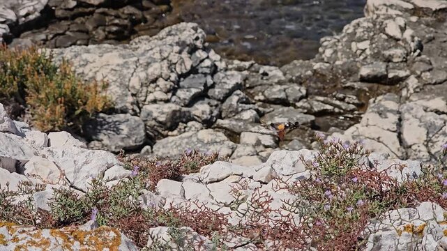 The eagle's tongue butterfly collect nectar with Sea lavender
