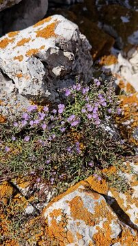 Sea lavender grows on seaside stones covered in yellow moss