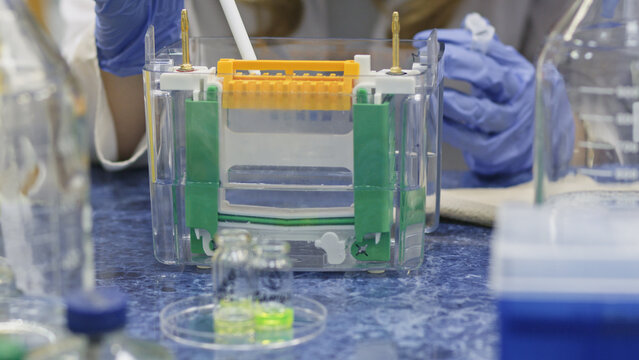 A scientist conducts an experiment using a pre-assembled block of protein electrophoresis gels. Protein electrophoresis in polyacrylamide gels.