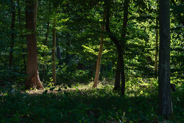 Obraz premium Sunlight filters through trees in a forest during the afternoon, creating bright patches on the ground