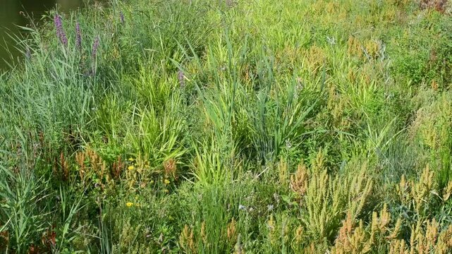 Cyperus like sedge and several shoreline plants planted at the water's edge to restore and naturalize the banks of a pond in summer. Carex pseudocyperus, Phragmites australis, France, Europe