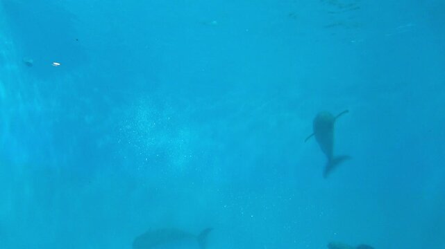 Three East Asian Finless Porpoises Swimming Freely Underwater. 4K