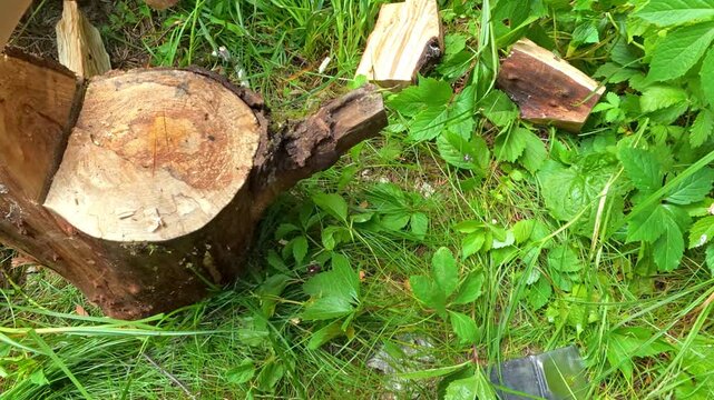 POV close up man chopping firewood with sharp axe on wooden stump in lush green forest for camping.