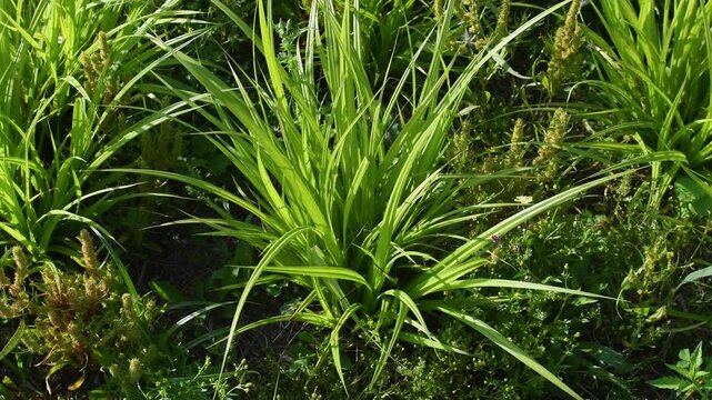 Cyperus like sedge planted at the water's edge to restore and naturalize the banks of a pond. the leaves swaying in a light breeze. Carex pseudocyperus, Indre-et-Loire, r&eacute;gion Centre, France, Europe