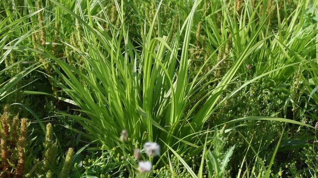 Cyperus like sedge planted at the water's edge to restore and naturalize the banks of a pond. the leaves swaying in a light breeze. Carex pseudocyperus, Indre-et-Loire, r&eacute;gion Centre, France, Europe