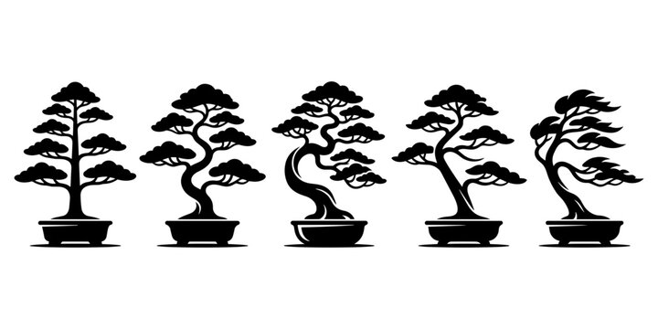 bonsai tree isolated on white