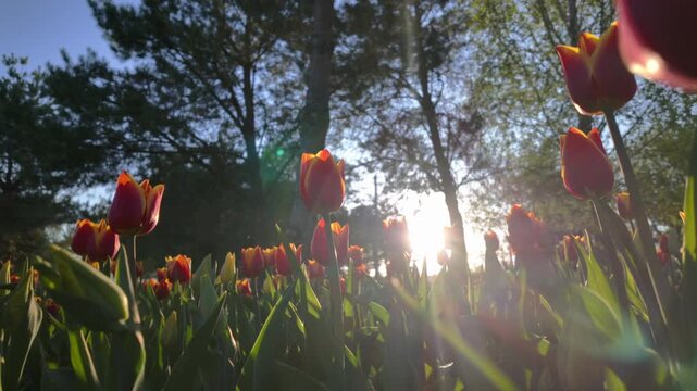 Red Tulips Blooming In Sunny Spring Garden