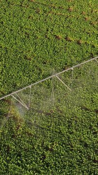Aerial view of a center pivot irrigation system spraying water on a green crop field creating a rainbow