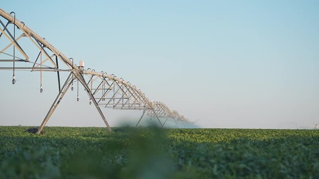 Field irrigation powered by moving sprinkler. Plantation gets water from system. Farmland benefits from irrigation. Agriculture uses crop watering technology in every farming plantation process