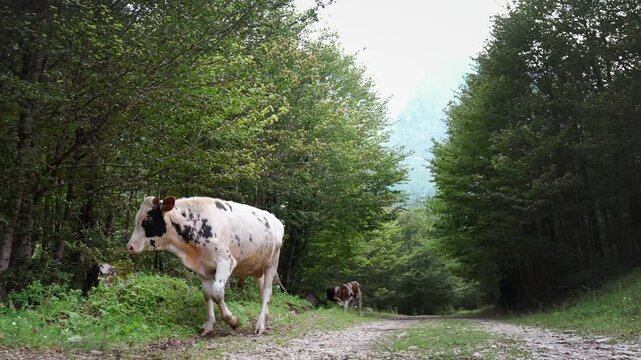 Herd of cows grazing freely in a green mountain pasture with majestic mountains in the background, capturing free-range cattle farming, rural life and sustainable livestock agriculture.