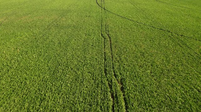 Center pivot irrigation system watering a lush green agricultural field with a drone view of circular farming patterns