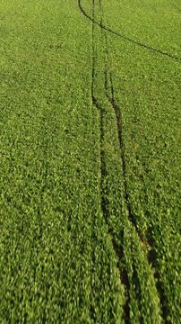 Drone flying over green agricultural fields with center pivot irrigation systems watering the lush crops on a sunny day