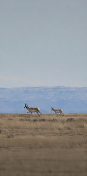 Vertical photo of two pronghorn antelopes walking across a dry grassland. Wild animals roaming in a prairie landscape