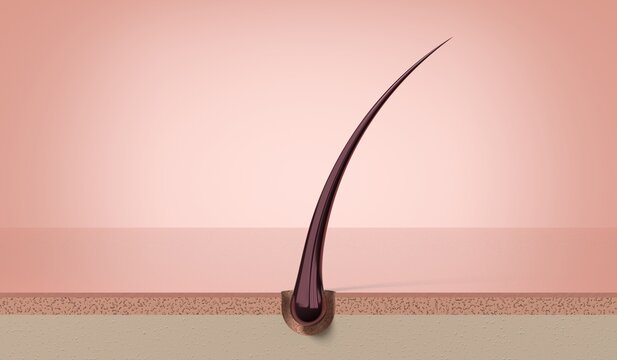 Healthy strong single hair strand growing from skin follicle - 3d illustration