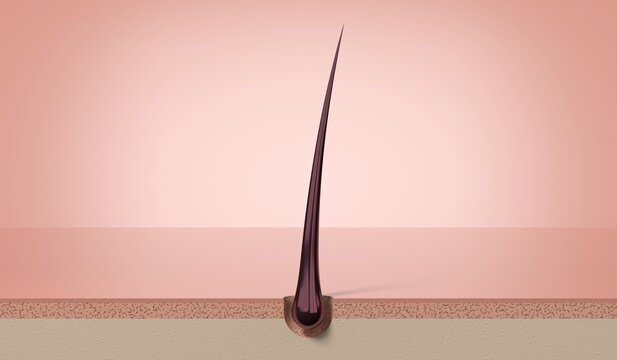 Single healthy smooth hair strand growing from scalp - 3d illustration