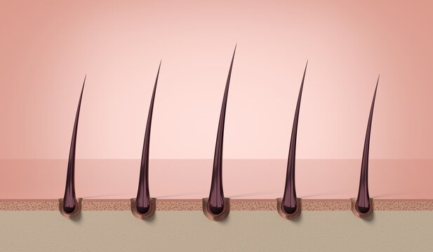 Multiple strong healthy hair strands growing from follicles - 3d illustration
