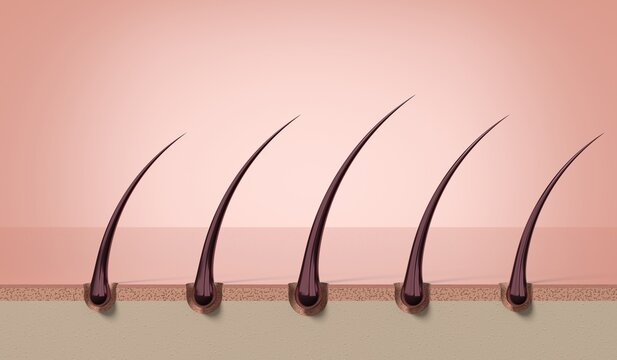 Row of multiple healthy strong hair strands growing on skin scalp - 3d illustration
