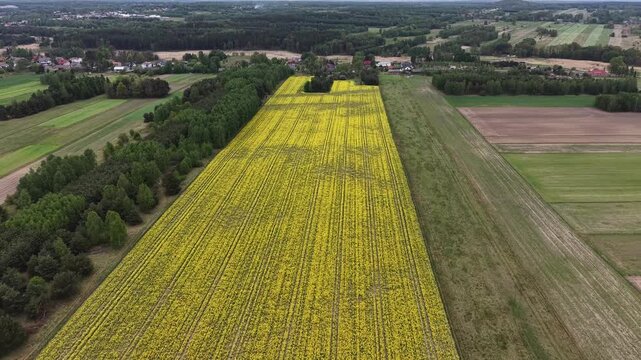 Spring Canola Plantation in Patchwork Rural Farming Landscape